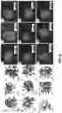 Fig. 10 - Mechanically resilient bitumen microcapsules for midstream transport