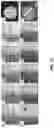 Fig. 13 - Mechanically resilient bitumen microcapsules for midstream transport