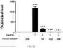 Fig. 03 - COMPOSITION COMPRISING LACTOBACILLUS SAKEI CVL-001 OR CULTURE LIQUID THEREOF FOR ALLEVIATING, PREVENTING, OR TREATING BONE DISEASES OR METABOLIC DISEASES