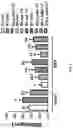 Fig. 06 - COMPOSITION COMPRISING LACTOBACILLUS SAKEI CVL-001 OR CULTURE LIQUID THEREOF FOR ALLEVIATING, PREVENTING, OR TREATING BONE DISEASES OR METABOLIC DISEASES