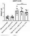 Fig. 09 - COMPOSITION COMPRISING LACTOBACILLUS SAKEI CVL-001 OR CULTURE LIQUID THEREOF FOR ALLEVIATING, PREVENTING, OR TREATING BONE DISEASES OR METABOLIC DISEASES