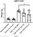 Fig. 11 - COMPOSITION COMPRISING LACTOBACILLUS SAKEI CVL-001 OR CULTURE LIQUID THEREOF FOR ALLEVIATING, PREVENTING, OR TREATING BONE DISEASES OR METABOLIC DISEASES