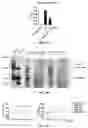 Fig. 14 - COMPOSITIONS AND METHODS FOR LONG TERM CULTURE OF HEPATOCYTES
