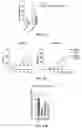 Fig. 17 - COMPOSITIONS AND METHODS FOR LONG TERM CULTURE OF HEPATOCYTES