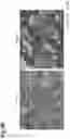 Fig. 05 - CULTURED TISSUE AND METHOD FOR PRODUCING SAME