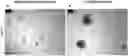 Fig. 01 - Cell culture medium and method for generation of epithelial organoids from epithelial stem cells
