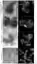 Fig. 03 - Cell culture medium and method for generation of epithelial organoids from epithelial stem cells