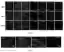 Fig. 05 - METHODS FOR CULTURING MESENCHYMAL STEM CELLS, PRODUCTS THEREOF, AND APPLICATIONS THEREOF
