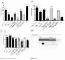 Fig. 06 - METHODS FOR CULTURING MESENCHYMAL STEM CELLS, PRODUCTS THEREOF, AND APPLICATIONS THEREOF
