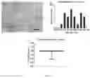Fig. 09 - METHODS FOR CULTURING MESENCHYMAL STEM CELLS, PRODUCTS THEREOF, AND APPLICATIONS THEREOF