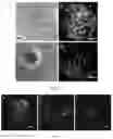 Fig. 10 - METHODS FOR CULTURING MESENCHYMAL STEM CELLS, PRODUCTS THEREOF, AND APPLICATIONS THEREOF