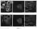 Fig. 11 - METHODS FOR CULTURING MESENCHYMAL STEM CELLS, PRODUCTS THEREOF, AND APPLICATIONS THEREOF