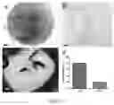 Fig. 12 - METHODS FOR CULTURING MESENCHYMAL STEM CELLS, PRODUCTS THEREOF, AND APPLICATIONS THEREOF