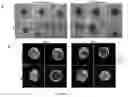 Fig. 14 - METHODS FOR CULTURING MESENCHYMAL STEM CELLS, PRODUCTS THEREOF, AND APPLICATIONS THEREOF
