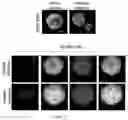 Fig. 15 - METHODS FOR CULTURING MESENCHYMAL STEM CELLS, PRODUCTS THEREOF, AND APPLICATIONS THEREOF