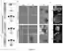 Fig. 17 - METHODS FOR CULTURING MESENCHYMAL STEM CELLS, PRODUCTS THEREOF, AND APPLICATIONS THEREOF