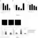 Fig. 19 - METHODS FOR CULTURING MESENCHYMAL STEM CELLS, PRODUCTS THEREOF, AND APPLICATIONS THEREOF
