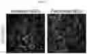 Fig. 09 - HUMAN INTESTINAL EPITHELIUM MODEL AND METHOD FOR PREPARING SAME
