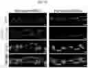 Fig. 11 - HUMAN INTESTINAL EPITHELIUM MODEL AND METHOD FOR PREPARING SAME