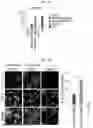Fig. 15 - HUMAN INTESTINAL EPITHELIUM MODEL AND METHOD FOR PREPARING SAME