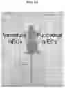 Fig. 18 - HUMAN INTESTINAL EPITHELIUM MODEL AND METHOD FOR PREPARING SAME