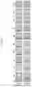 Fig. 20 - HUMAN INTESTINAL EPITHELIUM MODEL AND METHOD FOR PREPARING SAME