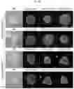 Fig. 24 - HUMAN INTESTINAL EPITHELIUM MODEL AND METHOD FOR PREPARING SAME