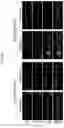 Fig. 33 - HUMAN INTESTINAL EPITHELIUM MODEL AND METHOD FOR PREPARING SAME