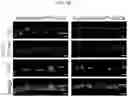 Fig. 38 - HUMAN INTESTINAL EPITHELIUM MODEL AND METHOD FOR PREPARING SAME
