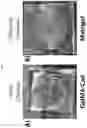 Fig. 06 - BIOFUNCTIONALIZED HYDROGEL FOR CELL CULTURE
