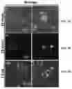 Fig. 09 - BIOFUNCTIONALIZED HYDROGEL FOR CELL CULTURE