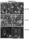 Fig. 10 - BIOFUNCTIONALIZED HYDROGEL FOR CELL CULTURE