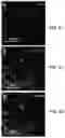 Fig. 11 - BIOFUNCTIONALIZED HYDROGEL FOR CELL CULTURE