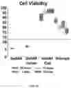Fig. 12 - BIOFUNCTIONALIZED HYDROGEL FOR CELL CULTURE