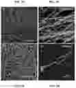 Fig. 15 - BIOFUNCTIONALIZED HYDROGEL FOR CELL CULTURE