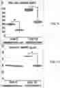 Fig. 16 - BIOFUNCTIONALIZED HYDROGEL FOR CELL CULTURE
