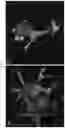 Fig. 17 - BIOFUNCTIONALIZED HYDROGEL FOR CELL CULTURE