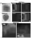 Fig. 22 - BIOFUNCTIONALIZED HYDROGEL FOR CELL CULTURE