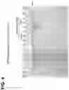 Fig. 05 - CLASS 2 CRISPR-CAS RNA-GUIDED ENDONUCLEASES