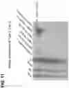 Fig. 12 - CLASS 2 CRISPR-CAS RNA-GUIDED ENDONUCLEASES