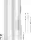 Fig. 25 - CLASS 2 CRISPR-CAS RNA-GUIDED ENDONUCLEASES