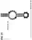 Fig. 32 - CLASS 2 CRISPR-CAS RNA-GUIDED ENDONUCLEASES
