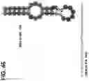 Fig. 47 - CLASS 2 CRISPR-CAS RNA-GUIDED ENDONUCLEASES