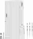 Fig. 51 - CLASS 2 CRISPR-CAS RNA-GUIDED ENDONUCLEASES