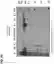 Fig. 86 - CLASS 2 CRISPR-CAS RNA-GUIDED ENDONUCLEASES