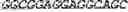 Fig. 05 - Targeted RNA editing by leveraging endogenous ADAR using engineered RNAs
