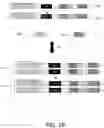 Fig. 03 - LIBRARIES FOR NEXT GENERATION SEQUENCING