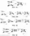 Fig. 04 - LIBRARIES FOR NEXT GENERATION SEQUENCING