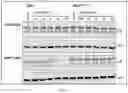 Fig. 05 - TUNABLE ENDOGENOUS PROTEIN DEGRADATION