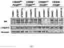 Fig. 08 - TUNABLE ENDOGENOUS PROTEIN DEGRADATION